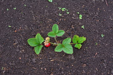 a small strawberry seedling with a red berry on the ground top view 