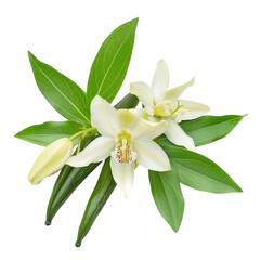 Lemon flower isolated on white background