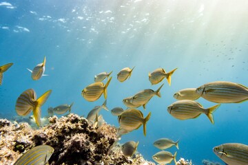 School of vibrant Salema fish swimming in Menorca's clear waters