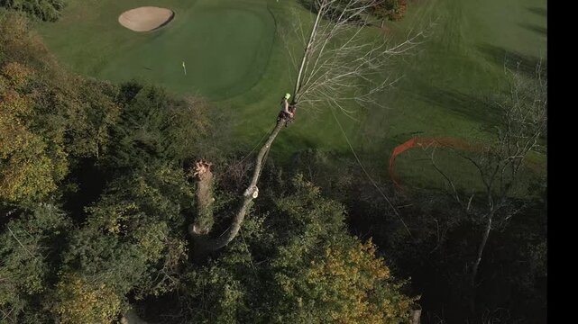 Drone Shot of Tree Surgeon/Arborist Cutting Dangerous Tree Branches