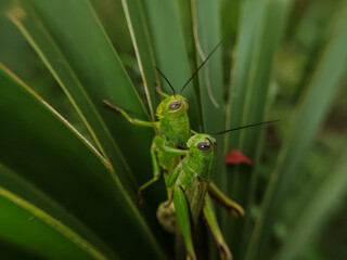 A pair of grasshoppers are mating on the leaves of a Chinese fan palm plant