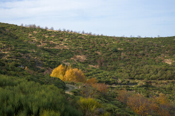 Group of trees in autumn with yellow shiny leaves next to green vegetation © MiguelA