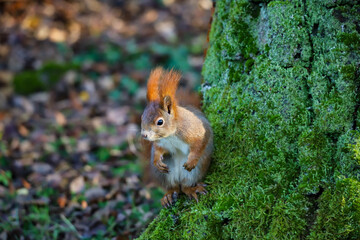 squirrel sitting in the moss