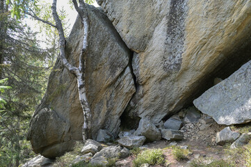 Lone stone boulder leaning on a birch in carpathian forest.
