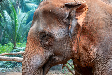 Fototapeta premium Krabi, thailand - Dec 24 2024: feeding elephants in Thailand