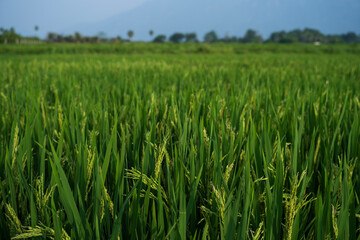 Rice field in the country side of Tamilnadu, India