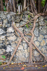 Cool roots growing over a stone wall