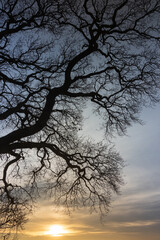 Alte Eiche mit kahlen Zweigen  im Winter, Trauerkarte, Baumbestattung, Waldfriedhof