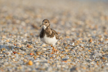 Tournepierre qui marche sur la plage