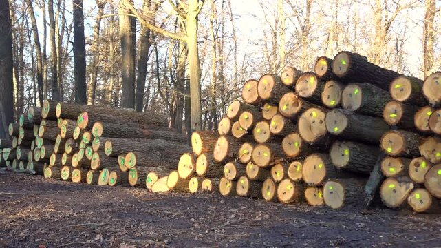 Industrial timber harvesting in forestry. Stacked marked oak timber in a forestry farm. 
