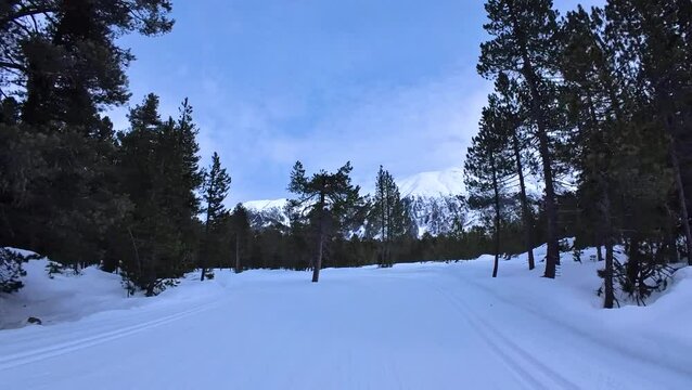 Cross-country skiing on a well-groomed ski trail in Switzerland. Part of Engadin Skimarathon between St. Moritz and Pontresina. Nordic skiing in a forest and snow-covered mountains. Winter Sport.