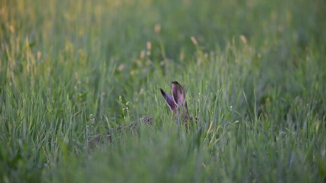 Brown hare sitting in field and looking for food, summer, north rhine westphalia, (lepus capensis), germany