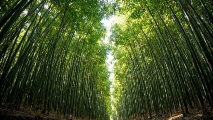 Fototapeta premium Lush bamboo forest with tall green stalks swaying leaves and dappled sunlight