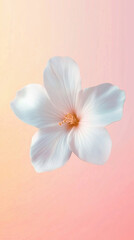 Obraz premium Beautiful Isolated White Flower on Pastel Background