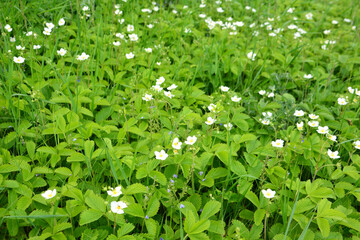 Wild Strawberry Blossoms green lawn with white flowers backgrounds 