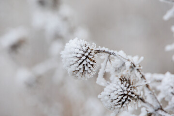 Plants covered in white hoarfrost in winter