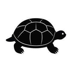 turtle illustration 