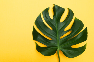 Monstera plant leaf, the tropical evergreen vine isolated on yellow background © Andriana Hoshko