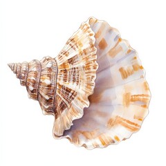 Obraz premium Watercolor Illustration Seashell