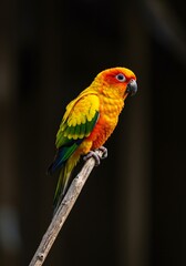 Obraz premium A vibrant parrot with bright yellow, orange, and green feathers perched gracefully on a thin branch against a dark background.
