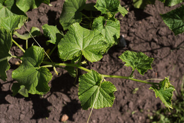 Vibrant green cucumber plant leaves growing in soil under bright sunlight.