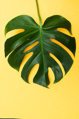 Monstera plant leaf, the tropical evergreen vine isolated on yellow background © Andriana Hoshko