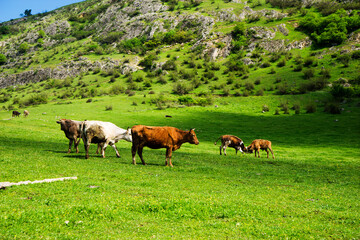 A herd of cows grazes on a lawn by the mountainside . Sunny meadow with cows . Domestic animals on the pasture.