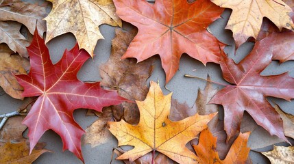 Vibrant Autumn Maple Leaves Collection Ground