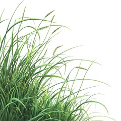 Vibrant Green Grass Blades on a Clean White Background