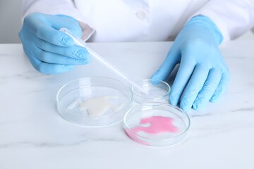 Fototapeta premium Laboratory testing. Scientist working with Petri dishes at white marble table, closeup