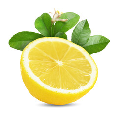 Juicy lemon half and citrus plant branch isolated on white