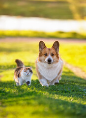 cute friends cat and dog corgi sitting in spring sunny garden on green grass
