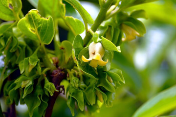 Stages of persimmon fruit development: branches of a flowering tree close-up. Spring in an orchard:...