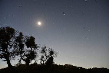 moon and tree
