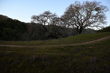 landscape with trees