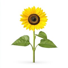 Obraz premium A beautifully detailed sunflower showcasing vibrant yellow petals and rich brown center, perfect for floral-themed designs and nature-inspired projects.