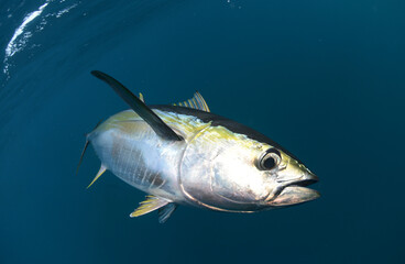 Yellowfin Tuna swimming in ocean