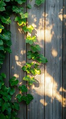 Bright sunlight dances upon a weathered wooden fence, casting gentle shadows as lush green vines climb and weave, creating a serene and inviting atmosphere in the garden