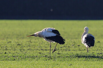 ginnastica al mattino