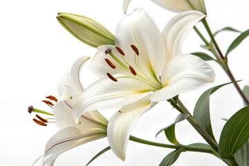 a lily flower with white background