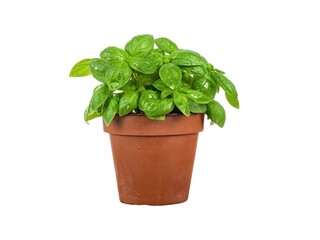 Front view of clay basil pot isolated on white background.
