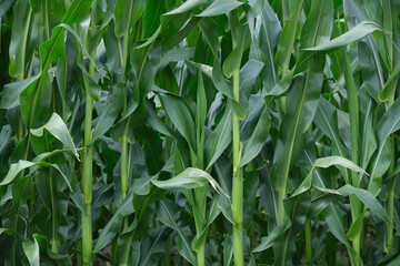 Corn field close up. Selective focus. Green Maize Corn Field Plantation in Summer Agricultural Season.