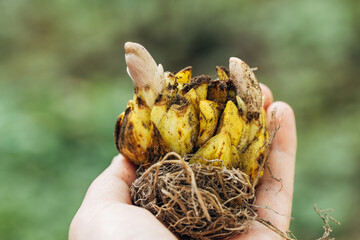 Lily bulb with sprout in hand