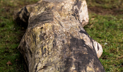 old stump in the forest