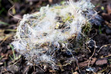 close up of moss on the ground