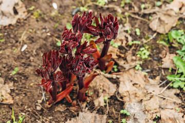 Young peony leaves sprouts break through soil ground in early spring. Young peony sprouts in spring.