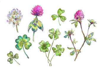 watercolor hand-drawing set of clover flowers and four leaf clover