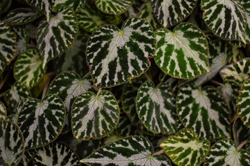 Pattern made of leaves of begonia chloroneura