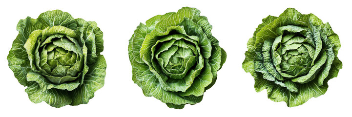 Fototapeta premium A Set of Vibrant and Crisp Organic Cabbage Heads with Rich Green Color Isolated on Transparent Background