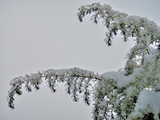 Coniferous branches of always green Juniper tree covered transparent ice and snow after rain in frosty winter weather - close up. Topics: vegetation, frost, climate, sub-zero temperatures, cold